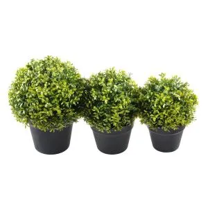 Piccola pianta da giardino verde piccola pianta da giardino